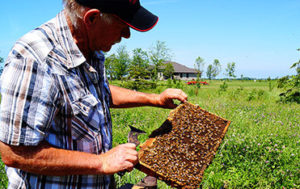 Beekeepers Courses in Niagara-on-the-Lake