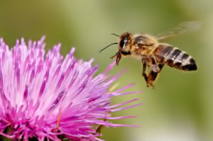 Interesting Honey & Bee Facts