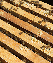 Honey Bee Health