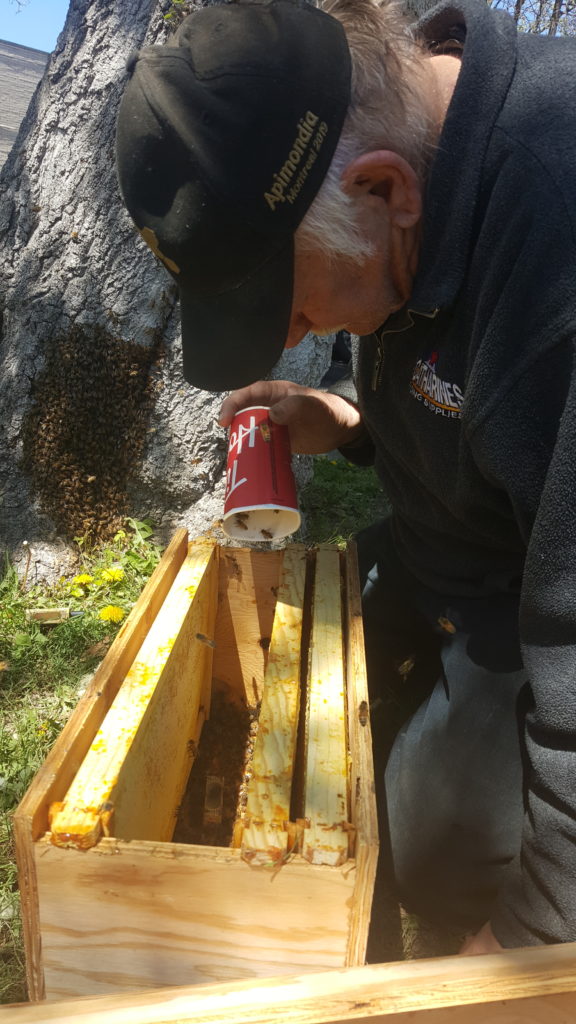 Ed collecting bee swarm