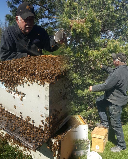 Ed Collecting Honey Bee Swarm