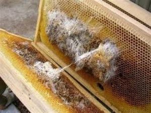 wax worm infestation beehive