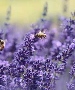 English Beekeeping Courses