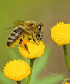 Spanish Beekeeping Courses