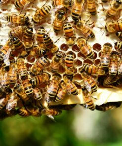 Beekeeping Courses Archives Bys Honey Farm