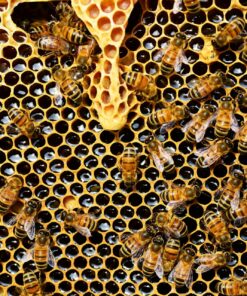 Online Beekeeper Training