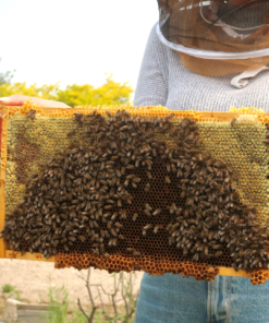 Beekeeping